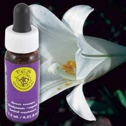 EASTER LILY DROPPER 0.25 OZ
